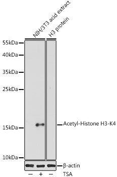 Acetyl-Histone H3-K4 Rabbit pAb