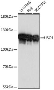 USO1 Rabbit pAb