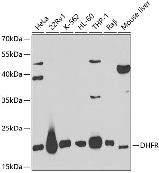 DHFR Rabbit pAb