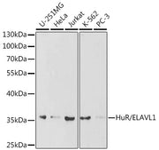 [KO Validated] HuR/ELAVL1 Rabbit pAb