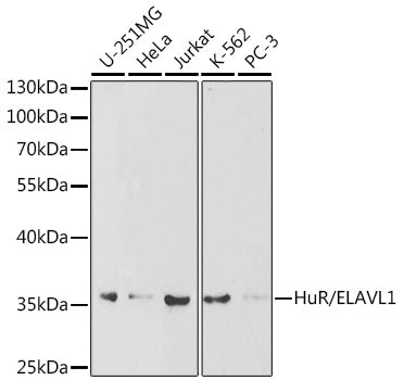 [KO Validated] HuR/ELAVL1 Rabbit pAb