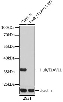 [KO Validated] HuR/ELAVL1 Rabbit pAb