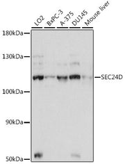 SEC24D Rabbit pAb