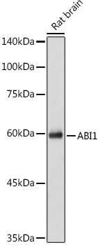 ABI1 Rabbit pAb