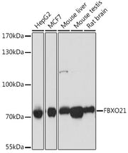 FBXO21 Rabbit pAb