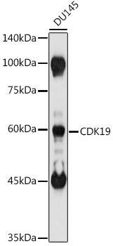 CDK19 Rabbit pAb