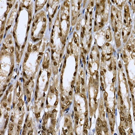 CDK19 Rabbit pAb