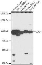 COG4 Rabbit pAb
