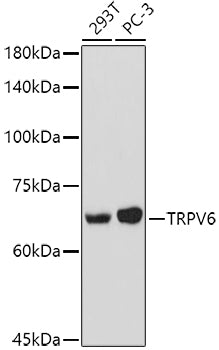 TRPV6 Rabbit pAb