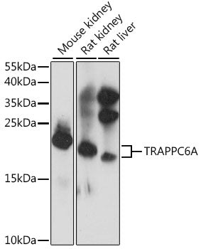 TRAPPC6A Rabbit pAb