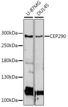 CEP290 Rabbit pAb