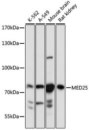 MED25 Rabbit pAb