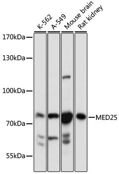 MED25 Rabbit pAb