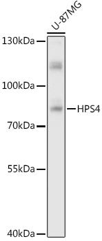 HPS4 Rabbit pAb