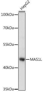 MAS1L Rabbit pAb