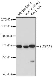 SLC34A3 Rabbit pAb