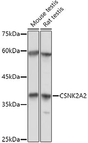 CSNK2A2 Rabbit pAb