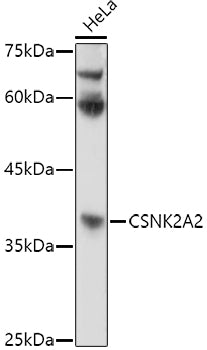 CSNK2A2 Rabbit pAb