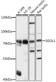 SGOL1 Rabbit pAb