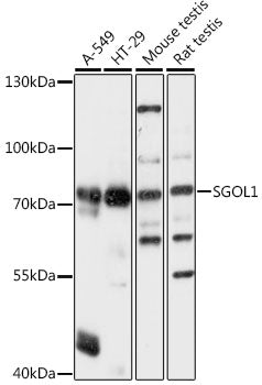 SGOL1 Rabbit pAb