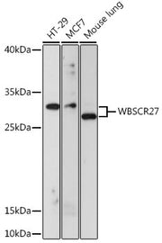 WBSCR27 Rabbit pAb