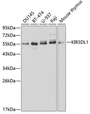 KIR3DL1 Rabbit pAb
