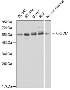 KIR3DL1 Rabbit pAb