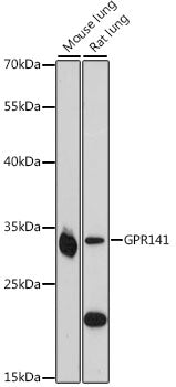 GPR141 Rabbit pAb