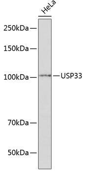 USP33 Rabbit pAb