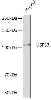 USP33 Rabbit pAb