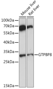 GTPBP8 Rabbit pAb