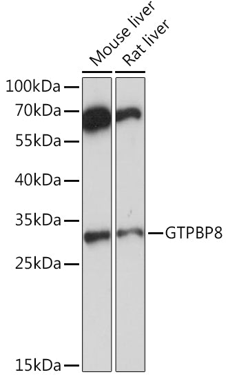GTPBP8 Rabbit pAb