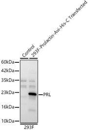 PRL Rabbit pAb