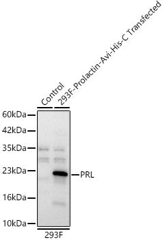 PRL Rabbit pAb