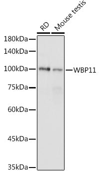 WBP11 Rabbit pAb