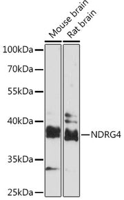 NDRG4 Rabbit pAb