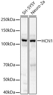 HCN1 Rabbit pAb