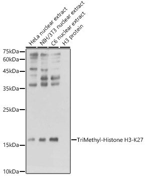 TriMethyl-Histone H3-K27 Mouse mAb