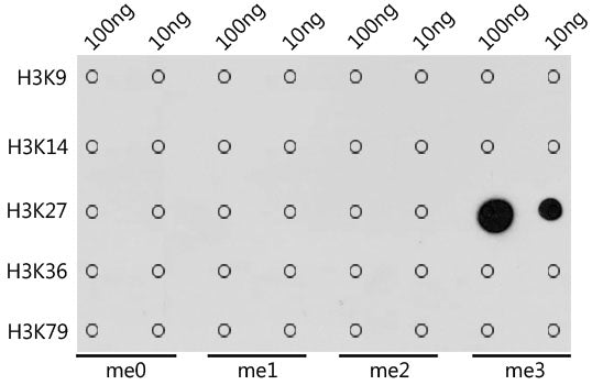 TriMethyl-Histone H3-K27 Mouse mAb