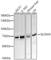 SLC6A9 Rabbit pAb
