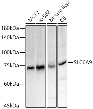 SLC6A9 Rabbit pAb