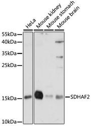 SDHAF2 Rabbit pAb