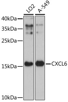 CXCL6 Rabbit pAb