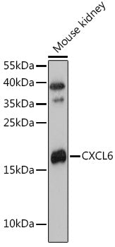 CXCL6 Rabbit pAb