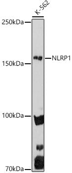 NLRP1 Rabbit pAb