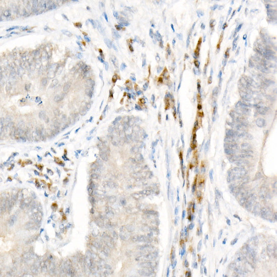 NLRP1 Rabbit pAb