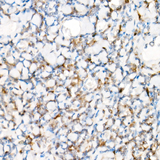 NLRP1 Rabbit pAb
