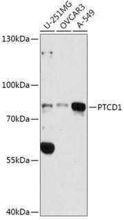 PTCD1 Rabbit pAb