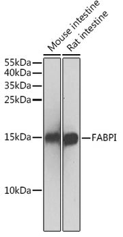 FABPI Rabbit pAb