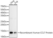 CCL7 Rabbit pAb